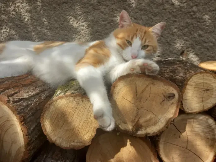 Psihologia mâței Psihologia mâței